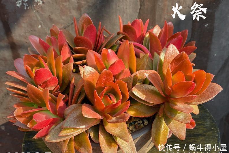 多肉火祭算不算好品种?看完它的优点和缺点,我想大家自有定论