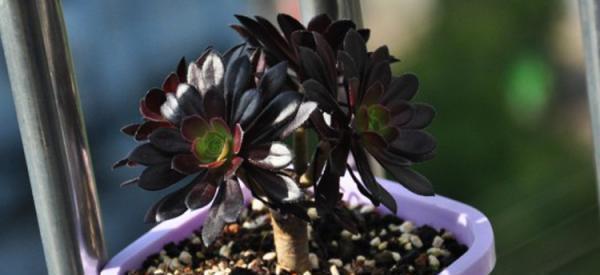 养多肉黑法师,掌握几个要点,颜色漂亮,长得贼快