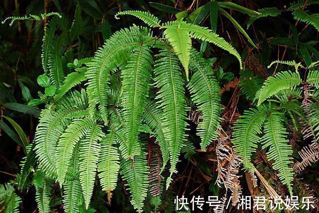 此植物叫芒萁，以前是烧火的好材料，现在被遗忘，越来越少见了