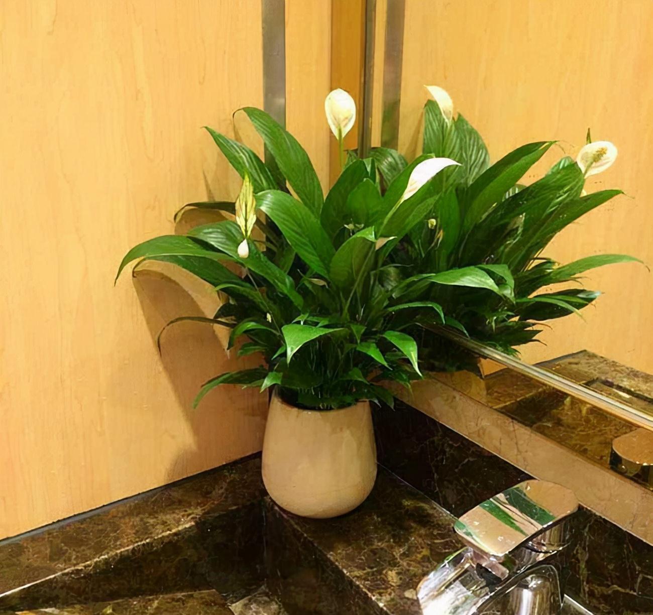 “10种花”好养又漂亮,有点散光就“生长”,花叶俱美,富贵大气