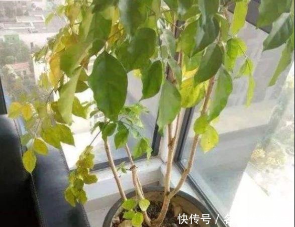 幸福树“害怕”2件事，做错一个，黄叶落叶不断，分分钟掉光头！