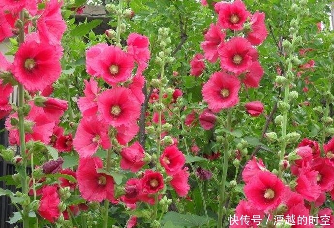 此花才是真正的“长寿花”，1粒种子埋土里，一活就是50年