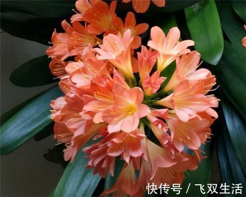 养君子兰,在盆里下“猛料”,叶绿根肥,年年开花收不住