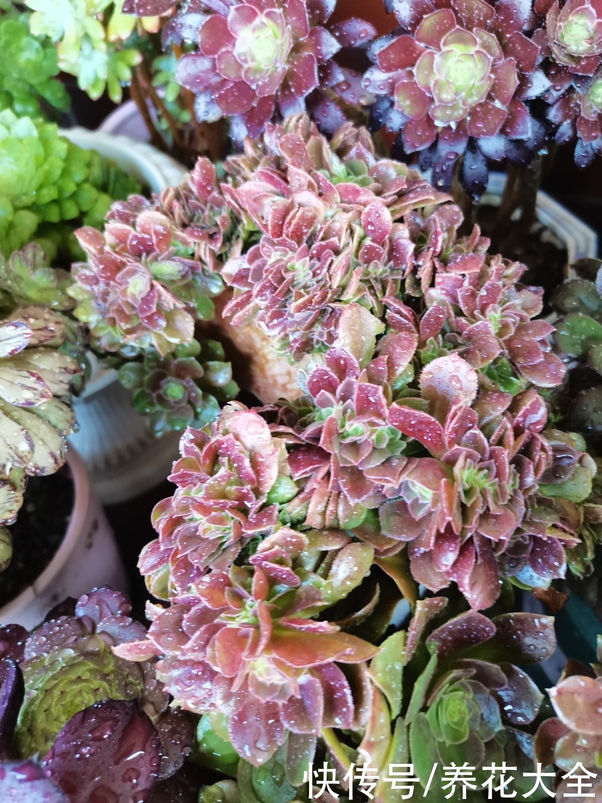 花友|夏天多肉超便宜，到底该不该大量购入？