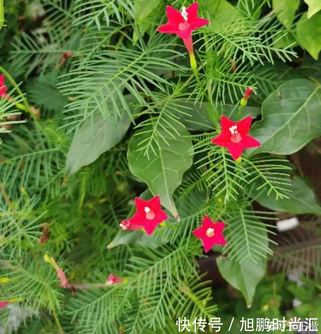 30种夏天花,热不死、晒不死,大半年都开花,还没病虫害