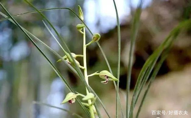 春兰|都说兰花阴长苗、阳易花，怎样才能花苗并旺一句口诀就解释清楚