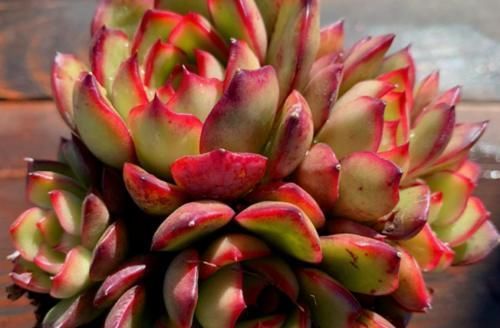 冬天|多肉宝丽安娜长期带红边，冬天稍微晒一下太阳叶片血红，你不养一棵吗？