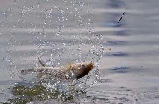 野钓水广鱼稀找鱼窝,就用这6招,一找一个准~