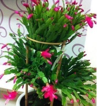 养护|养蟹爪兰,打开它的“开花键”,花开一茬又一茬,次次都爆盆