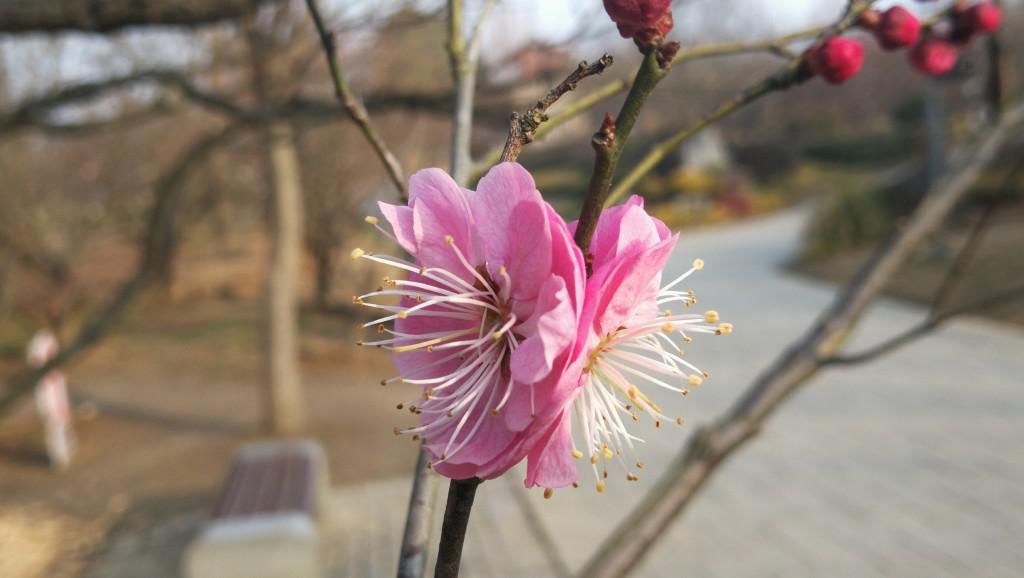 春色|“并蒂梅花”亮相梅花节？