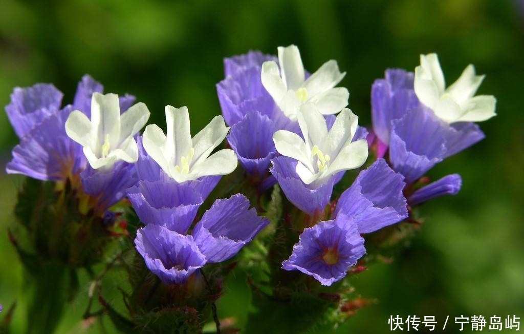  却是|这种砂土地上生长的植物，花朵是配花材料，全草却是止血的好药材