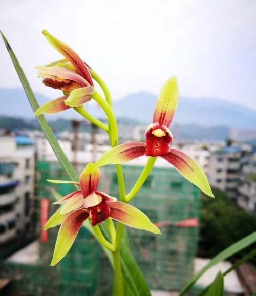  花色|此兰花曾一苗难求，花色红艳似火，带有浓香，现在跌成普草