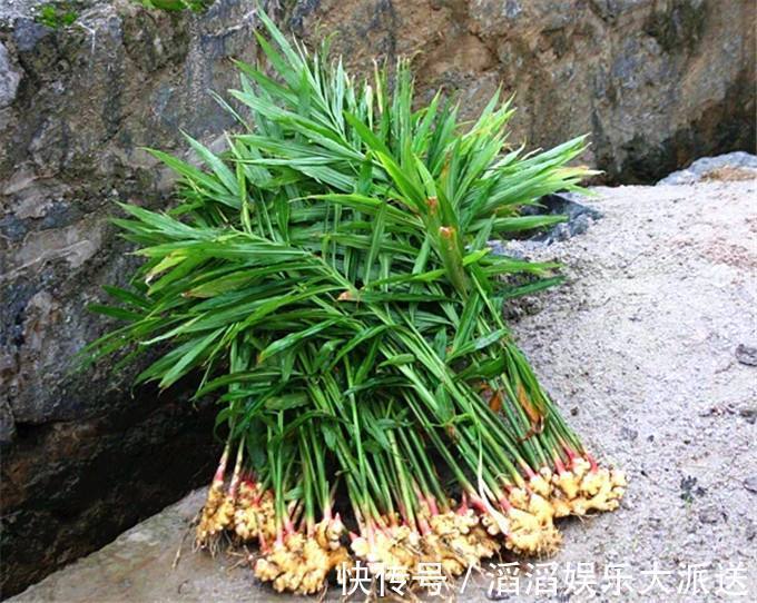 冬天怎能缺的了“它”,扔在水里还能发芽,几月就能长成老桩