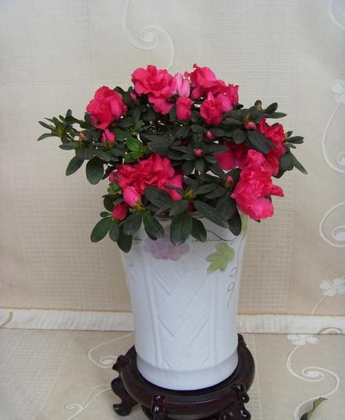  盆景|把杜鹃花养成盆景，你需要一些小技巧