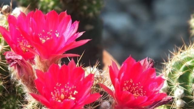 想让仙人球开花,就靠一个“虐”,憋出一窝花芽,养成繁花小老桩