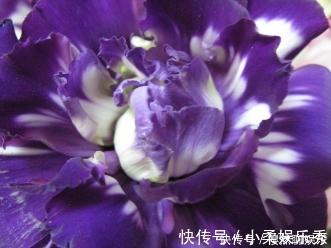 花卉|此花是优雅的花，有着鲜艳明亮的花色，代表着洁白无瑕
