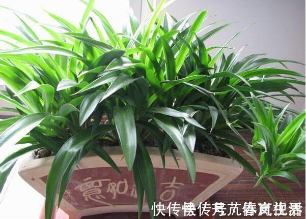 文竹|几种植物,极耐阴湿环境,即使摆放阴暗卫生间也能轻松就爆盆