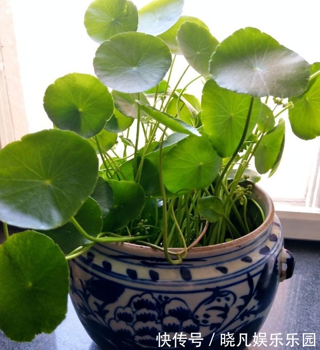 人养花,花养人,6种花越养越健康,养人又旺财