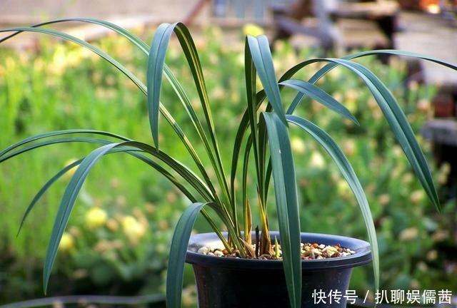  技巧|夏天养兰也有小技巧 学会了 花开满阳台