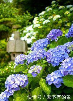 种花|有个院子别只会养月季花,种下3种花,皮实好养开花旺,做法高