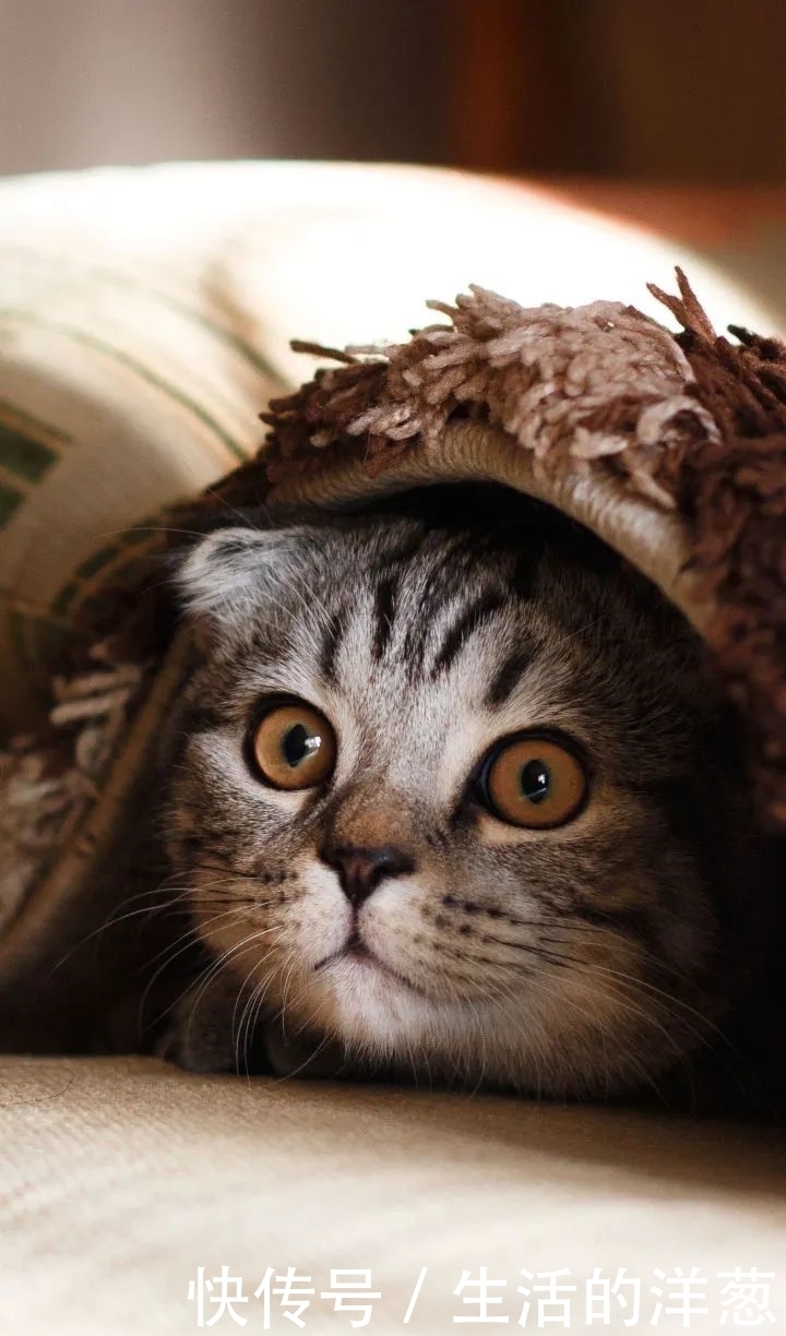 配不上|原来的壁纸已经配不上你的iPhone12了,快来换新的猫咪壁纸