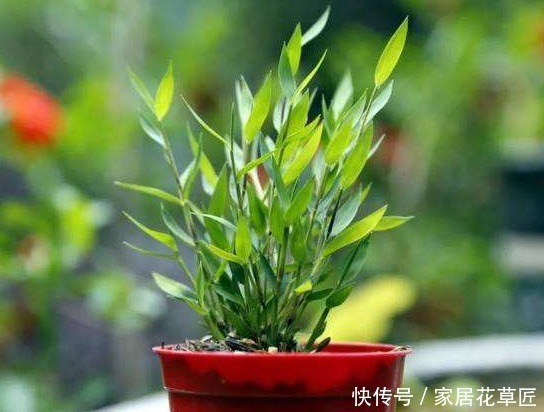 盆栽|雅致姬翠竹做景观盆栽,3个基本步骤做好了,爆盆更简单