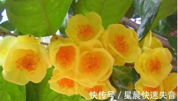 黄金|金茶花被誉为“植物黄金”,金黄花瓣,营养丰富,观赏性极高!
