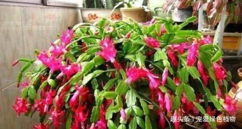 厨房里的“它”,兑水搅一搅,就是“万能生长肥”,养啥旺啥!