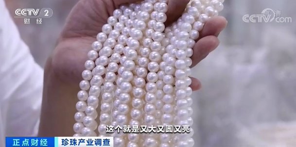 珍珠蚌|“新晋网红”来了，这个产业火了