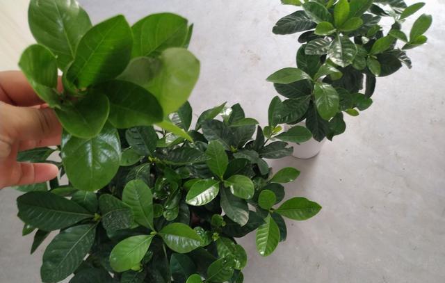 栀子花|6种“漂亮花”,7月不修剪,后悔一整年