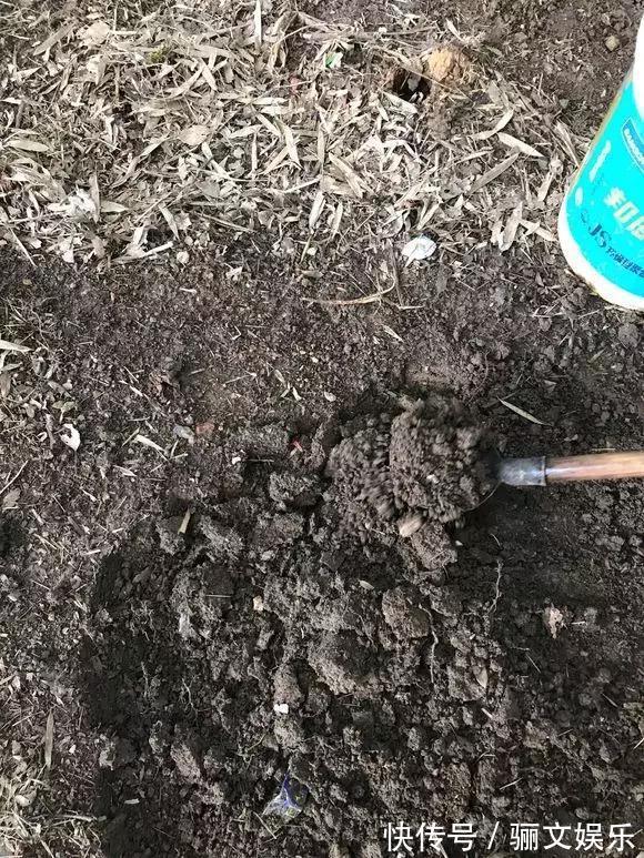 土土质|竹林下的1种土,是养花“极品土”,掺在盆里,啥花都能长得旺!