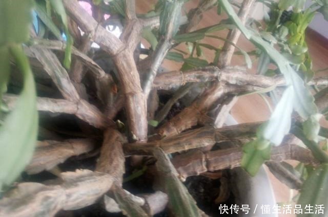 蟹爪兰“软趴趴”像霜打了一样,因为犯了1个大错,赶紧改来得及!