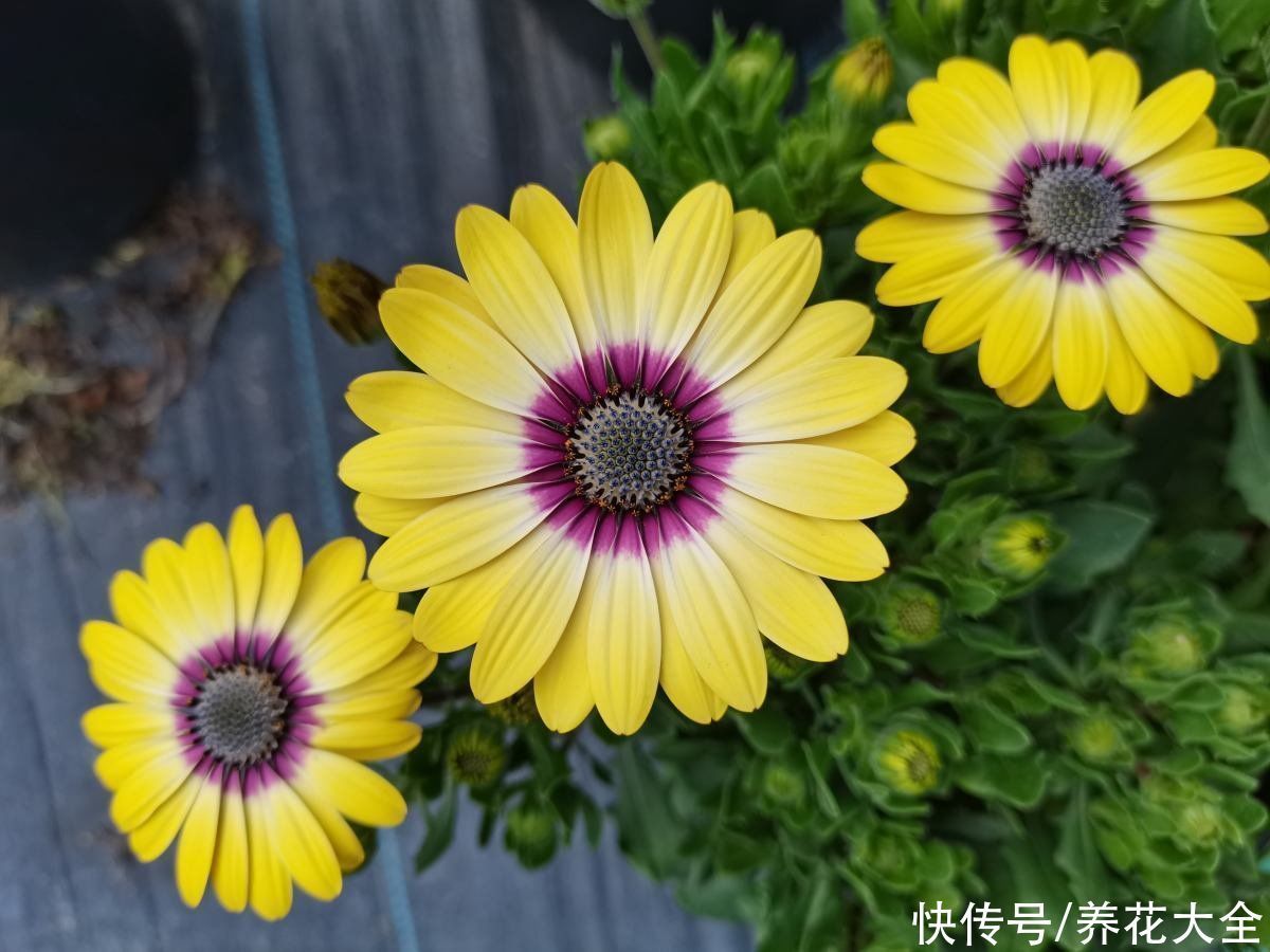 花友|3个养花坏习惯，要赶紧改掉，不然花养得再多也养不好