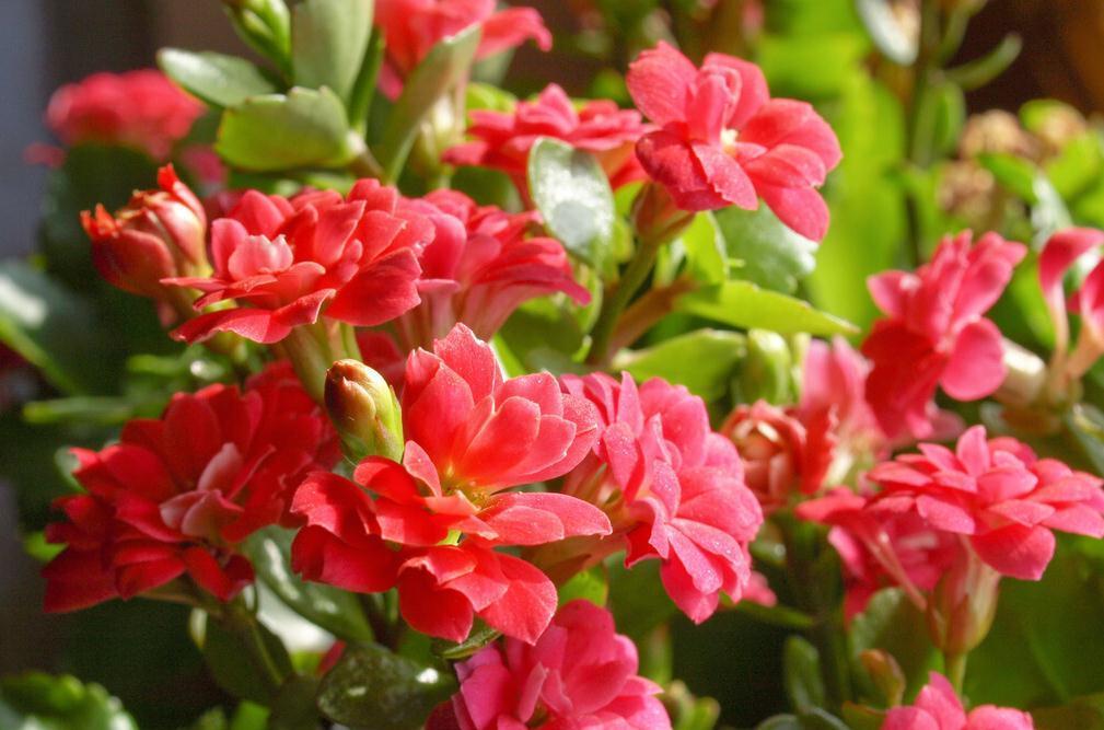 长寿花好看却养不好,对照这“7点”,来看看问题出在哪