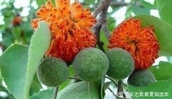 桑果树|农村常见的几大野果,你吃过几种?最后一种甜的都让人犯恶心!