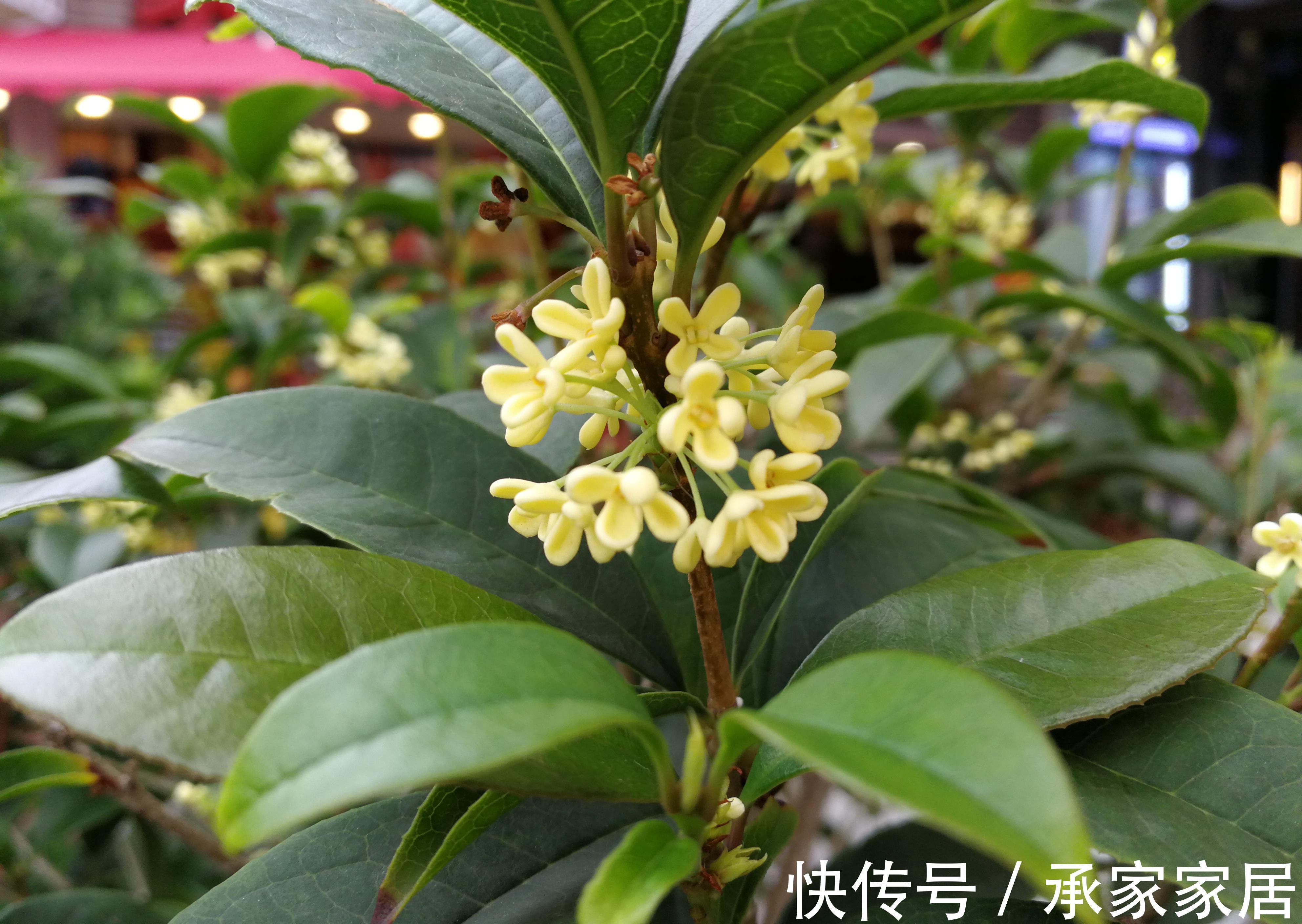 桂花|养花试试这几款,7月不要轻易修剪,不然到了花期没花看