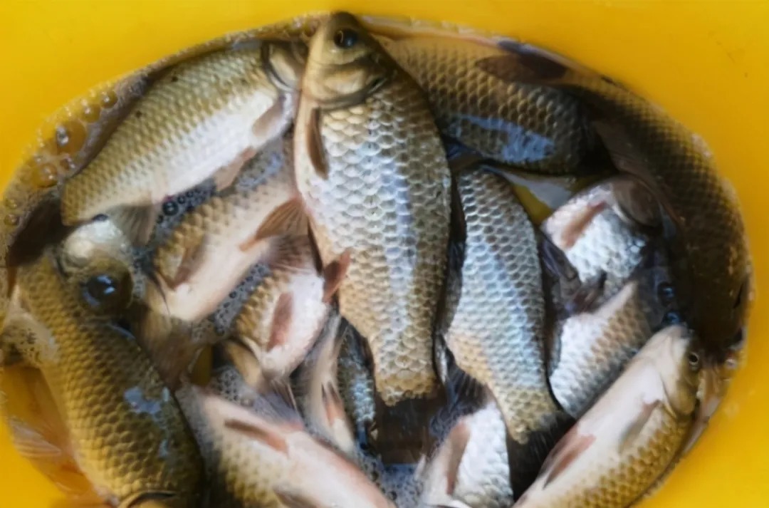 气温低,大板鲫就不吃钩了?那是因为你没用过这饵,效果杠杠的