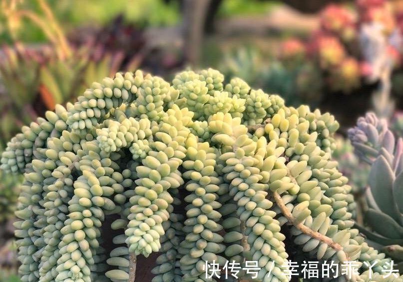 多肉这辈子一定要养的品种,你值得为它倾心