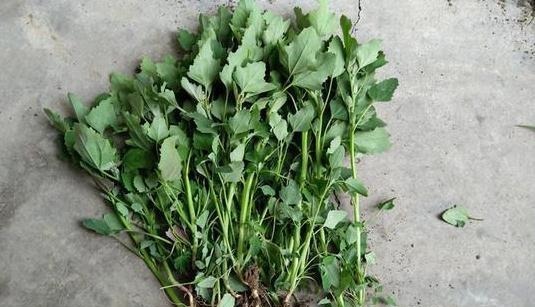 解毒|最常见的一种野菜,可祛湿、解毒、除口臭、有效解决便秘!