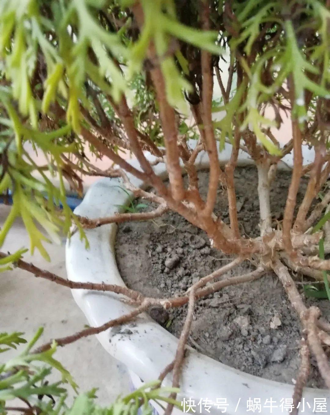 花苞|初秋8种花不能剪,轻则不开花,严重可能剩空盆