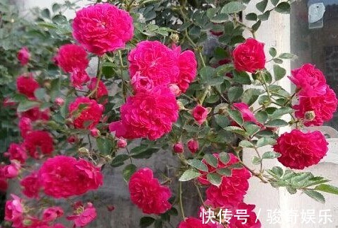 月季花|此花，人称“天下第一香”，花开200天，比月季都美，好养易爆盆