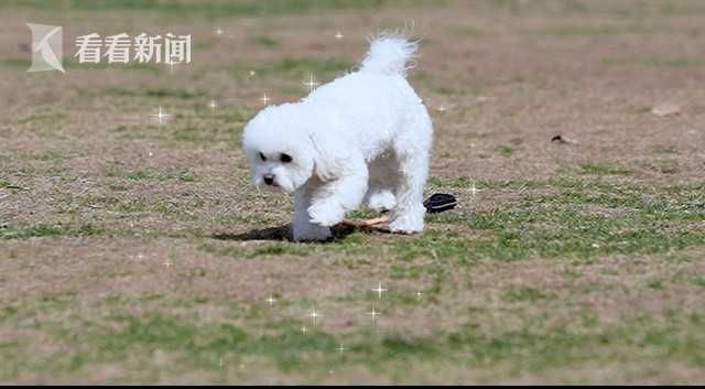 李佳琦携宠物破圈出道 传递温暖正能量