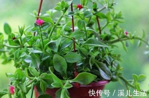 观赏价值|新手就养4种花，好养易爆盆，养上一盆四季欣赏，好养活还不贵