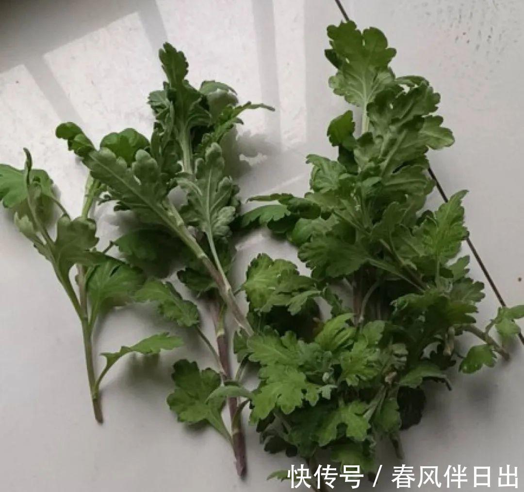 施肥|8种花赶紧剃头,剃得越狠,开花越多