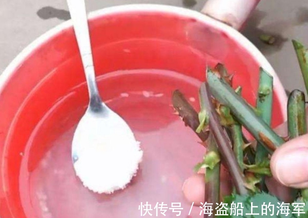 扦插|生根剂不用买,3种小东西做成生根水,也能使插穗快速生根