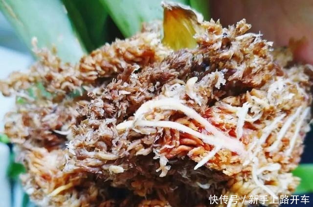 8种花换盆,换好了生一堆,换错立马死!8种花换盆,换好了生一堆,换错立马死!