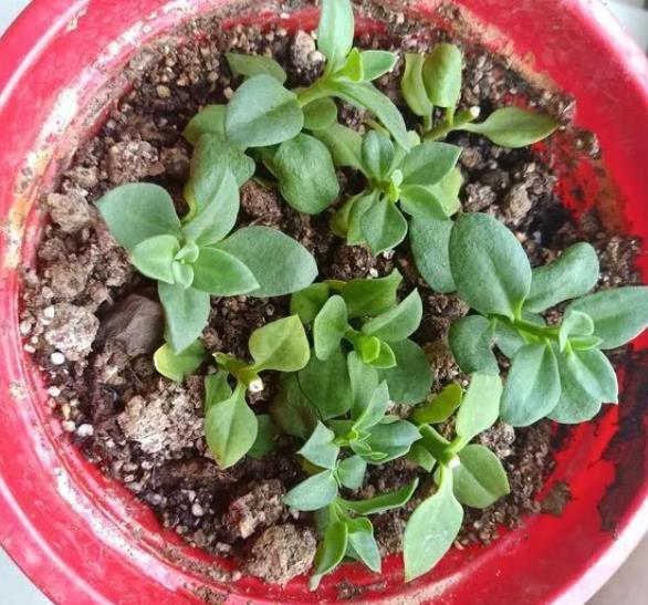 非洲堇|9月了，赶紧扦插这些花卉，生根快成活率高，培育多盆成大户