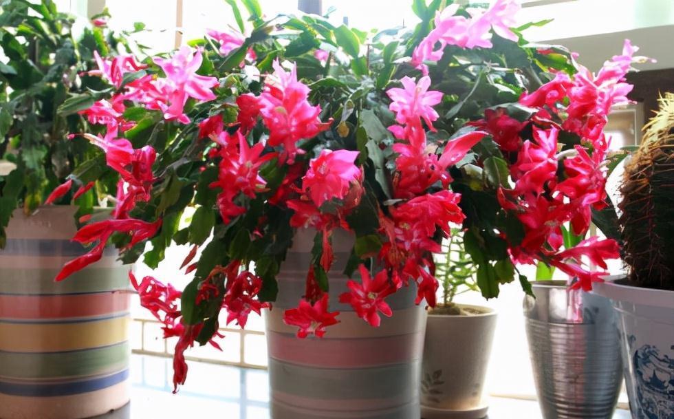 6种花“很吉祥”,建议养在卧室客厅,好看好养,还可当年宵花