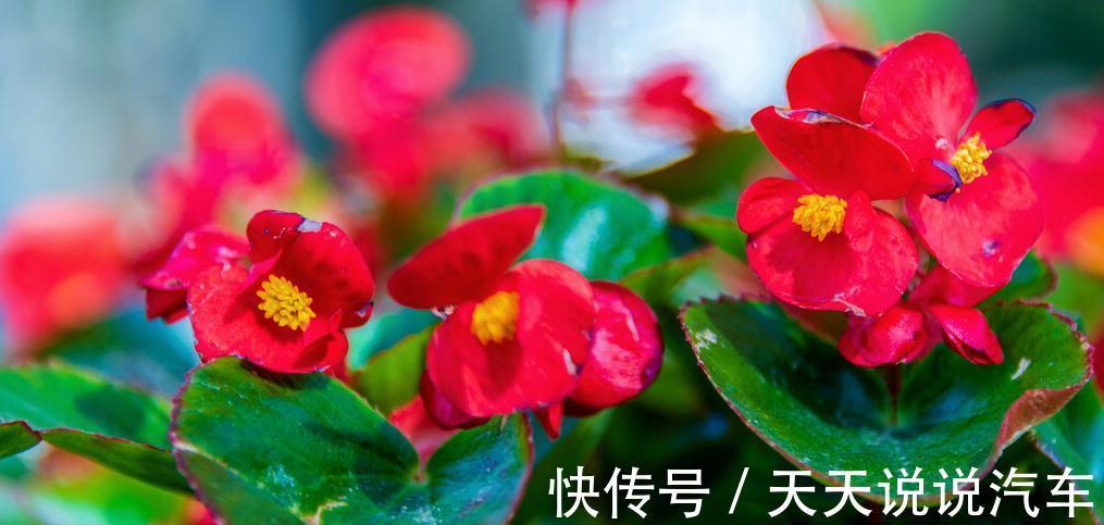 养护|三种花,开花好看还好养,养一盆家里天天有花看