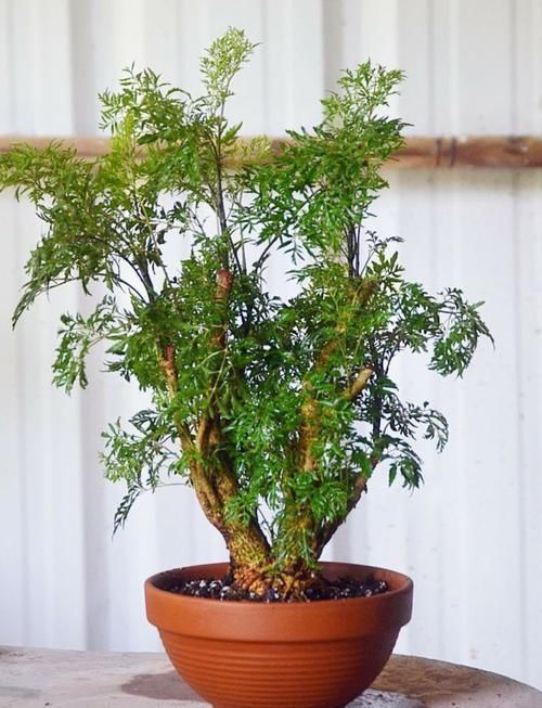 株型|养在客厅里特别霸气的几种大型植物,有的还能养成盆景